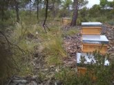 Se adjudica el aprovechamiento apícola hasta el 31 de mayo de 2023 de los montes públicos de Totana