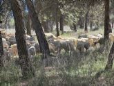 PROFOMUR pone en valor el silvopastoreo como herramienta para prevenir incendios y generar oportunidades rurales