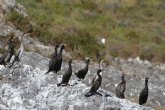 El control de la presin humana sobre Isla Grosa favorece la reproduccin de aves y la conservacin de los fondos marinos