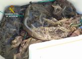 La Guardia Civil investiga a cuatro pescadores por la captura de anguilas en el Mar Menor