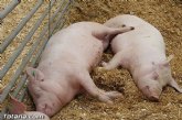 El sector del porcino europeo impulsa una campaña sin precedentes para explicar a los ms jvenes su exigente modelo de produccin