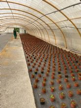 El Ayuntamiento de Lorca inicia la campaña de preparacin de las ms de 7.000 plantas que adornarn los parques y jardines de todo el municipio el prximo otoño