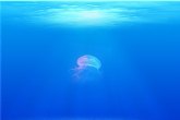 La picadura de medusa solo es grave en casos excepcionales