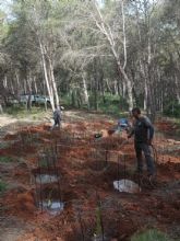La Comunidad regional refuerza la recuperaci�n de la jara de Cartagena con nuevas plantaciones y avances cient�ficos en su h�bitat natural
