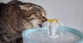 Golpe de calor en gatos: c�mo prevenirlo, detectarlo y actuar a tiempo
