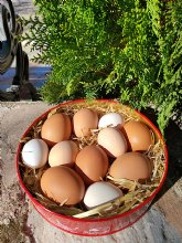 ?Por qu� debes consumir huevos en otono? Propiedades y beneficios de este s�per alimento