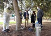 El Ayuntamiento de Murcia trata ms de 500 pinos con un innovador mtodo para evitar cadas de ramas y garantizar la seguridad