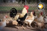 Terra Natura Murcia y Agamur se unen para preservar la gallina murciana