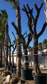 El equipo de Gobierno cumple con su compromiso de salvar el mayor nmero posible de los rboles que han tenido que retirarse con motivo de las obras en la carretera de Caravaca