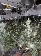 La Guardia Civil desarticula un grupo criminal dedicado al cultivo y tráfico de droga al menudeo en Murcia