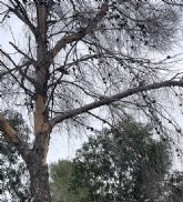 El PP del ayuntamiento actúa ahora contra la devastadora plaga del 