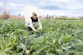 La alcachofa de la Vega Baja reivindica la Inteligencia Agraria frente a la IA tecnológica