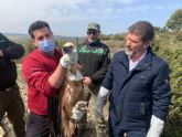 Liberado un buitre leonado en la sierra de Mojantes tras ser tratado en el Centro de Recuperacin de Fauna de la Comunidad