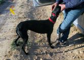 La Guardia Civil investiga a un vecino de Jumilla por caza furtiva de liebres