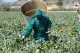 Alcachofa de España reclama ayudas directas para un sector primario 'en estado de alarma desde antes de la Covid-19'