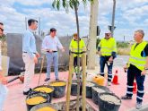 Avanzan a buen ritmo los trabajos de renaturalizaci�n del casco urbano de Molina de Segura con la plantaci�n de nuevo arbolado en Avenida del Chorrico y Ronda Este