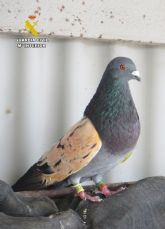 La Guardia Civil recupera 34 palomos deportivos sustra�dos en Albudeite