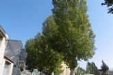 Parques y jardines inspecciona pltanos de sombra de ms de 25 metros en Monteagudo