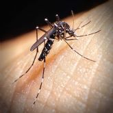 El Ayuntamiento torreño intensifica la sensibilización para combatir al mosquito tigre