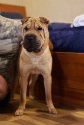 �Trasmed apuesta por su oferta �pet friendly� para viajar a bordo de sus ferris