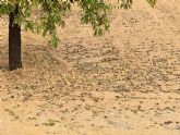 La tormenta registrada durante la tarde del 10 de agosto recorri� el norte y parte del centro de la Regi�n de Murcia