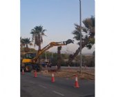 El PSOE denuncia que las obras de Altorreal arrasan con excavadoras palmeras que el propio Ayuntamiento deb�a trasplantar