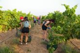 La vendimia de la UPCT permitir� estudiar las ventajas de sombrear con paneles solares los vinedos