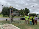 El Ayuntamiento embellece ms de 300 especies arbreas con formas artsticas