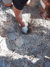 Localizado el nido de tortuga boba en una cala de Calnegre del que se han conseguido rescatar cuatro cras de este ejemplar marino