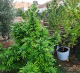 La Polica Local localiza cuatro plantas de marihuana cultivadas en un huerto colindante a una vivienda en La Campana