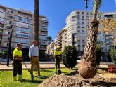 El Ayuntamiento de Murcia reduce en un 50% las palmeras afectadas por picudo rojo gracias a la labor de observaci�n y preventiva