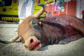 Murcia se moviliza contra la tauromaquia en la Feria de Septiembre: concentracin el domingo 14 frente a la Plaza de Toros