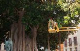 Infraestructuras poda los ficus centenarios de Cartagena