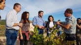 La DO Jumilla estima alcanzar esta campaña 70 millones de kilos de produccin de uva de gran calidad