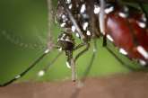 El Ayuntamiento contina con las actuaciones contra el mosquito tigre