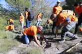 Ms de 60 voluntarios del Cartagena Jazz Festival y Soltec han colaborado con Anse en la reforestacin del Monte Roldn
