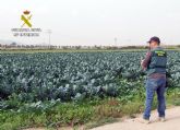 La Guardia Civil investiga en Fuente Álamo al gerente de una explotación agrícola por delito contra el derecho de los trabajadores