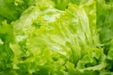 Estudios realizados por Tradecorp confirman que los bioestimulantes mejoran la calidad nutricional de la lechuga Iceberg