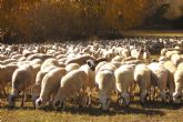 El Ministerio de Agricultura, Pesca y Alimentacin establecer ayudas directas para los ganaderos de ovino y caprino