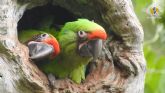 Loro Parque Fundacin contribuye a la reintroduccin de seis guacamayos en Ecuador