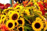 Agricultura, Pesca y Alimentacin abre una consulta pblica sobre las ayudas a productores de flor cortada y planta ornamental