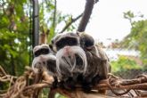 Nacen en Loro Parque dos mellizos de tit emperador