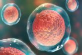 Cientficos españoles y ucranianos colaboran en la creacin de vulos artificiales utilizando clulas madre