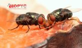 Biopyc recomienda realizar control de insectos voladores en el sector alimentario