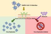 La Melatonina bloquea la replicacin del virus responsable de la COVID-19