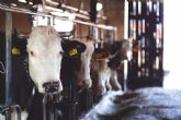 Consumo impulsa la instalación de cámaras de vigilancia en mataderos para incrementar la seguridad alimentaria y el bienestar animal