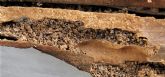 Rentokil Initial da las claves para acabar con las 'termitas de madera seca'