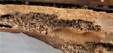 Rentokil Initial da las claves para acabar con las 'termitas de madera seca'