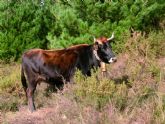 España solicita a la CE la activación de medidas de apoyo para el sector del vacuno de carne