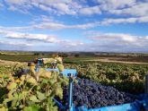 Termina en Bodegas Vilano una de las vendimias ms excepcionales de los ltimos tiempos
